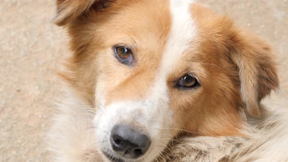 Close up shot of a dog