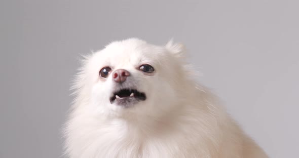 Angry Pomeranian dog