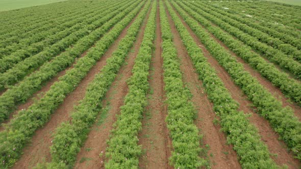 Agricultural field with oil-bearing rose