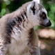 video of lemurs in the forest - VideoHive Item for Sale