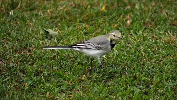 White Wagtail -Motacilla Alba- on Grass