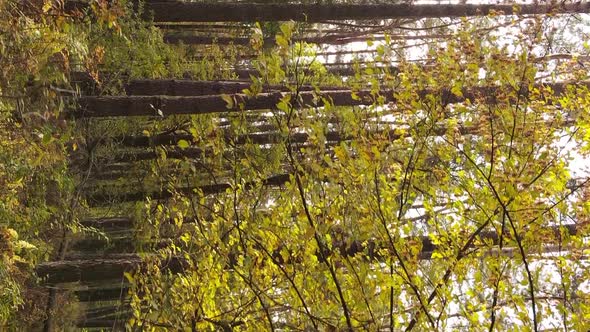 Vertical Video Autumn Forest with Trees in Ukraine Slow Motion