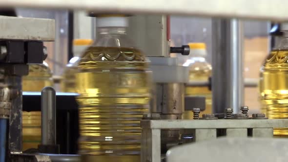 Filling Bottles of Sunflower Oil