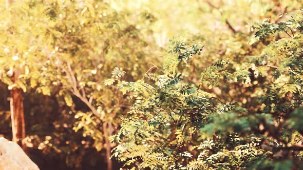 Sunshine in a Tropical Forest