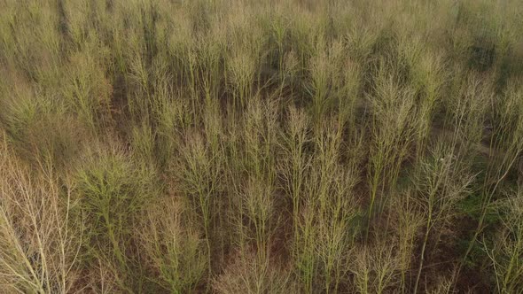 Aerial view that slowly moves over the top of a winter forest without leaves 