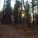 Autumn Forest Path at Sunset - VideoHive Item for Sale