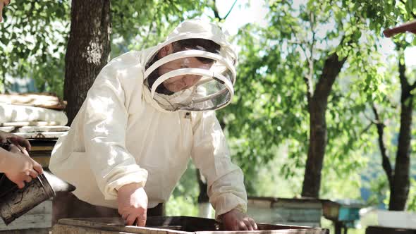 A careful beekeeper removes honeycombs with bees for inspection. Experienced beekeeper.