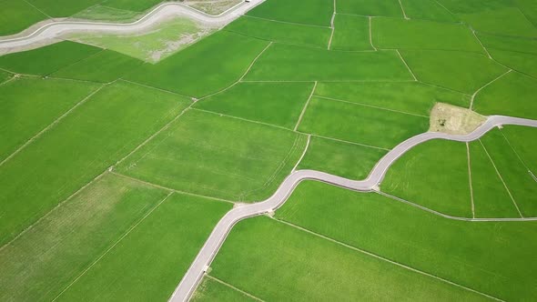 Top view of rice field