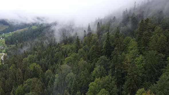 Virgin Forest And Fog In Romania, Aerial View