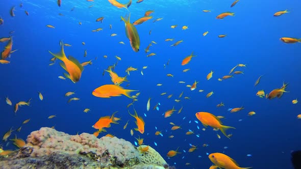 Coral Garden Underwater Seascape