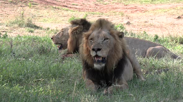 Wide shot of two male lions sitting, panting in the shade, on a hot day in South Africa.