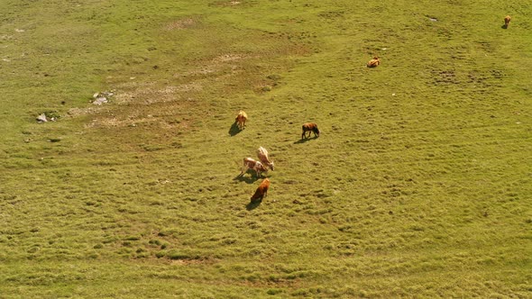 Cattle on the plains of Bayanbulak Grassland