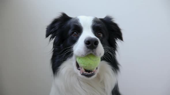 Funny Cute Puppy Dog Border Collie Holding Toy Ball in Mouth Isolated on White Background