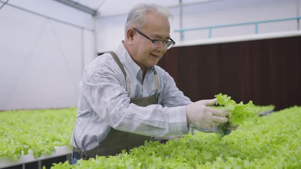 Hydroponics farm organic fresh harvested vegetables concept