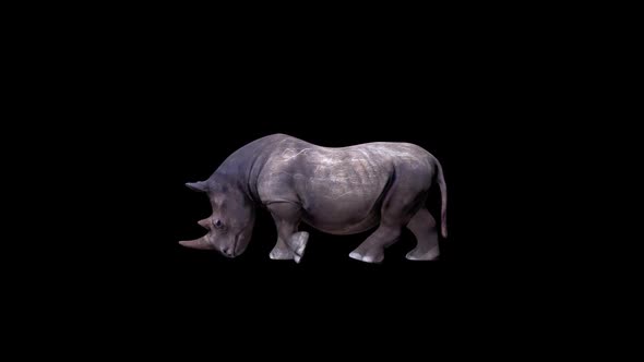 Rhino Walk