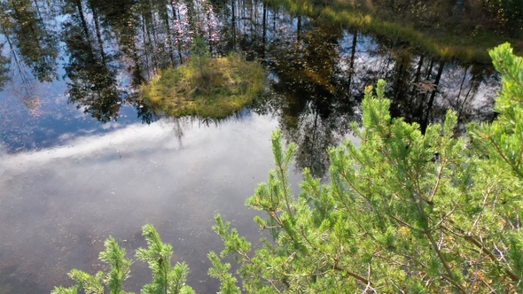 Flying Through Trees Over The Swamp