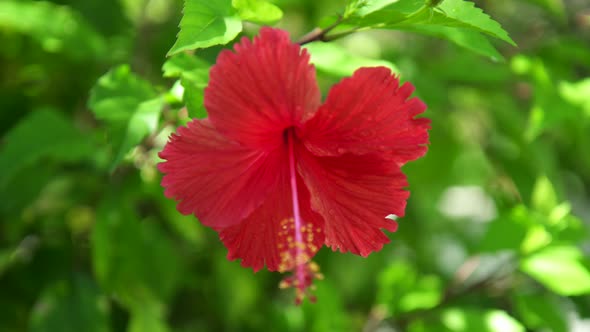 Red hibiscus tropical flower.