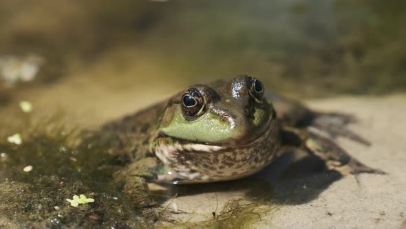 Green Frog Sits on the River Shore on Sand in Water. Portrait of Toad in Swamp