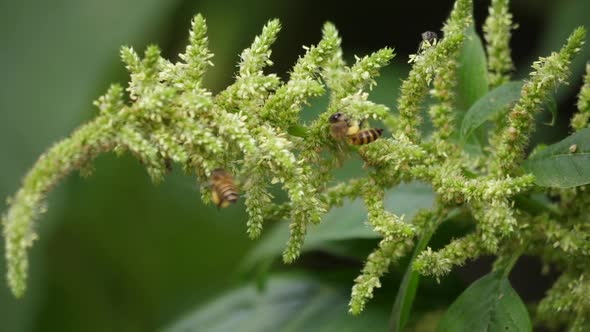 Slow motion of honey bee flying around honeysuckle flowers bee collecting nectar pollen