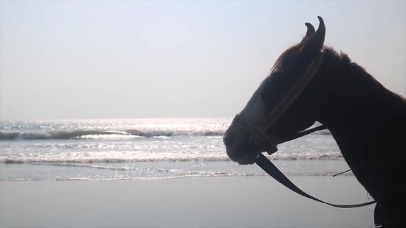 Beautiful Horse Standing In Front Of The Ocean - close up