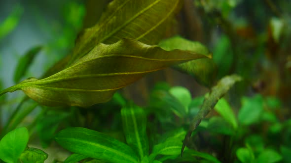 Fish and Marine Plants in the Home Aquarium. Colorful Aquarium Tank Filled with Stones, Wooden