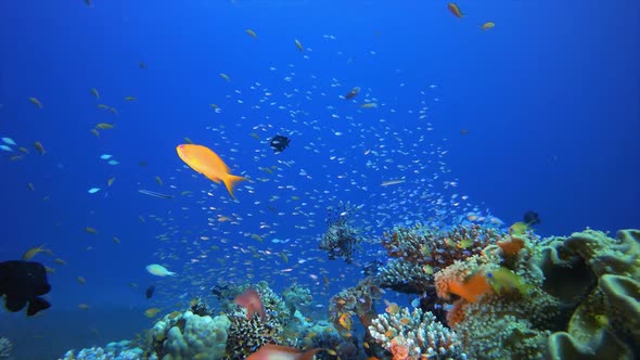 Tropical Fish Underwater Coral Reef