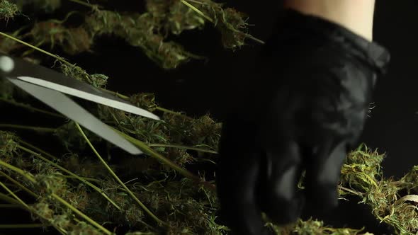 Cannabis bud processing for retail. Worker in gloves trimming marijuana plant leaves. Weed business