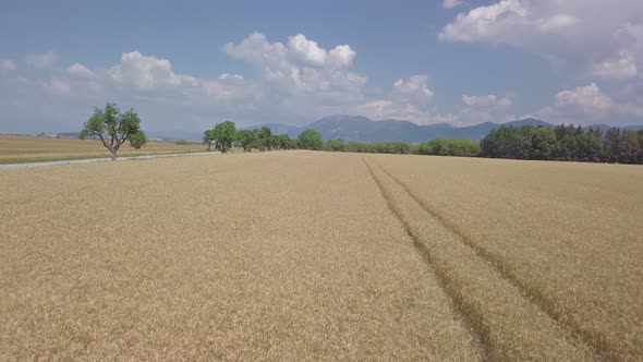 Wheat Field in Rural Countryside Nature in Sunny Day on Bio Farm, Green Agriculture