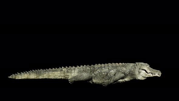 crocodile swim 4k alpha loop