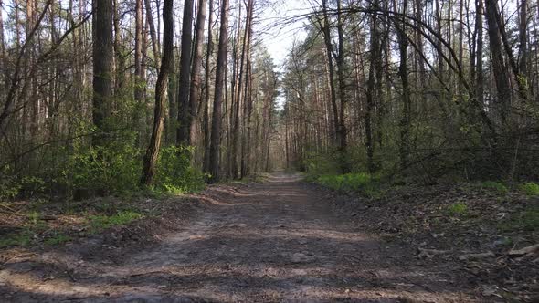 Aerial View of the Road Inside the Forest