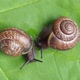 land snails on the plant, close-up - VideoHive Item for Sale