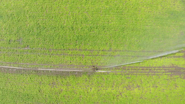 Drone shot of agricultural sprinkler watering field