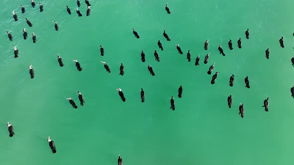 A flock of Wild Ducks swims in the Sea