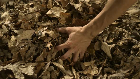 Grabbing piles of dried leaves, Slow Motion