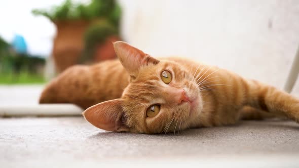 Adorable Orange Tabby Cat Lying On The Ground Looking At Camera. - close up