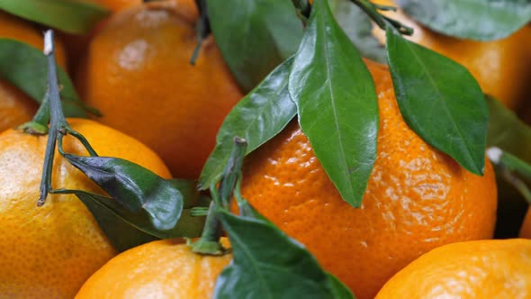 Pile of Tangerines with Green Leaves