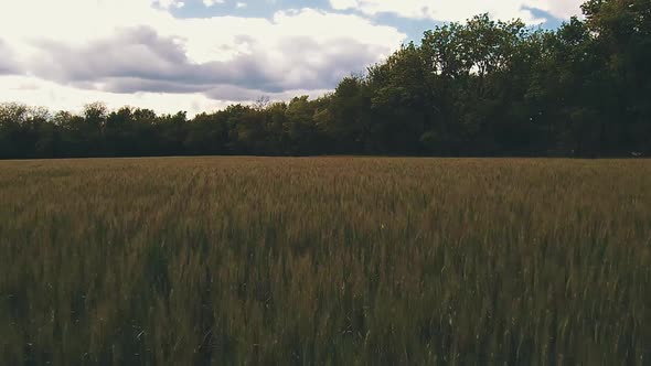 Aerial Drone shot of a field full of crops.