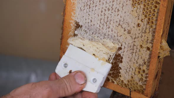 Scraper for the Honeycomb. Work with a Comb To Print Out a Honeycomb. Mature Honey