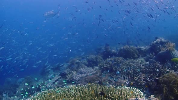 giant trevallys hunting small reef fish in a group on top of a vibrant healthy coral reef