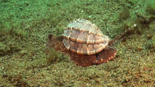 Harpa Sea snail sliding over sandy reef in the Philippines