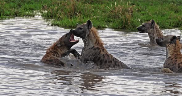 Spotted Hyena, crocuta crocuta, Group playing in Water, Masai Mara Park in Kenya, Real Time 4K