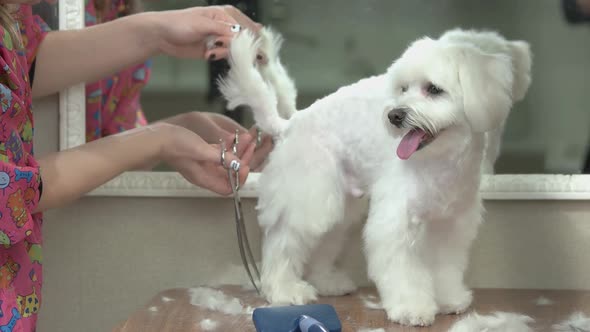 White Maltese Dog Getting Haircut