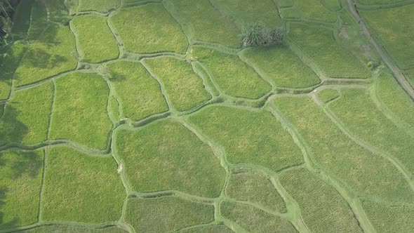 Beautiful Rice Fields