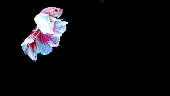 Siamese fighting fish (Betta splendens)