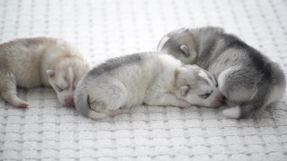 Cute Siberian Husky Puppies Sleeping