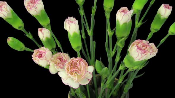 Time-lapse of growing pink white Dianthus flower