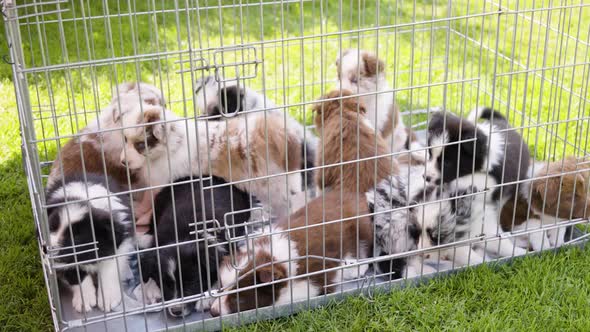 A Group of Cute Restless Puppies in a Cage on Grass  Top Closeup