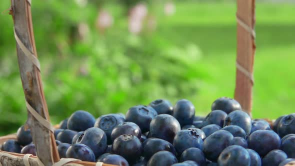 Panorama of Basket with Beautiful Big Blueberries