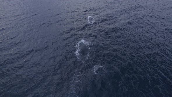 Aerial View Of Humpback Whales Blowing Water Through Blow Holes In The Tasman Sea. drone shot