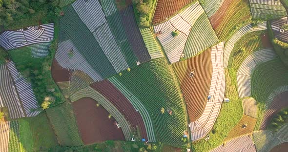 Aerial flyover beautiful vegetable plantation in different colors and pattern during sunny day - Cen